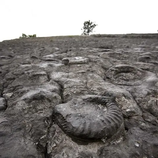 Dalle à ammonites - © M. Cristofani / Coeurs de nature / SIPA