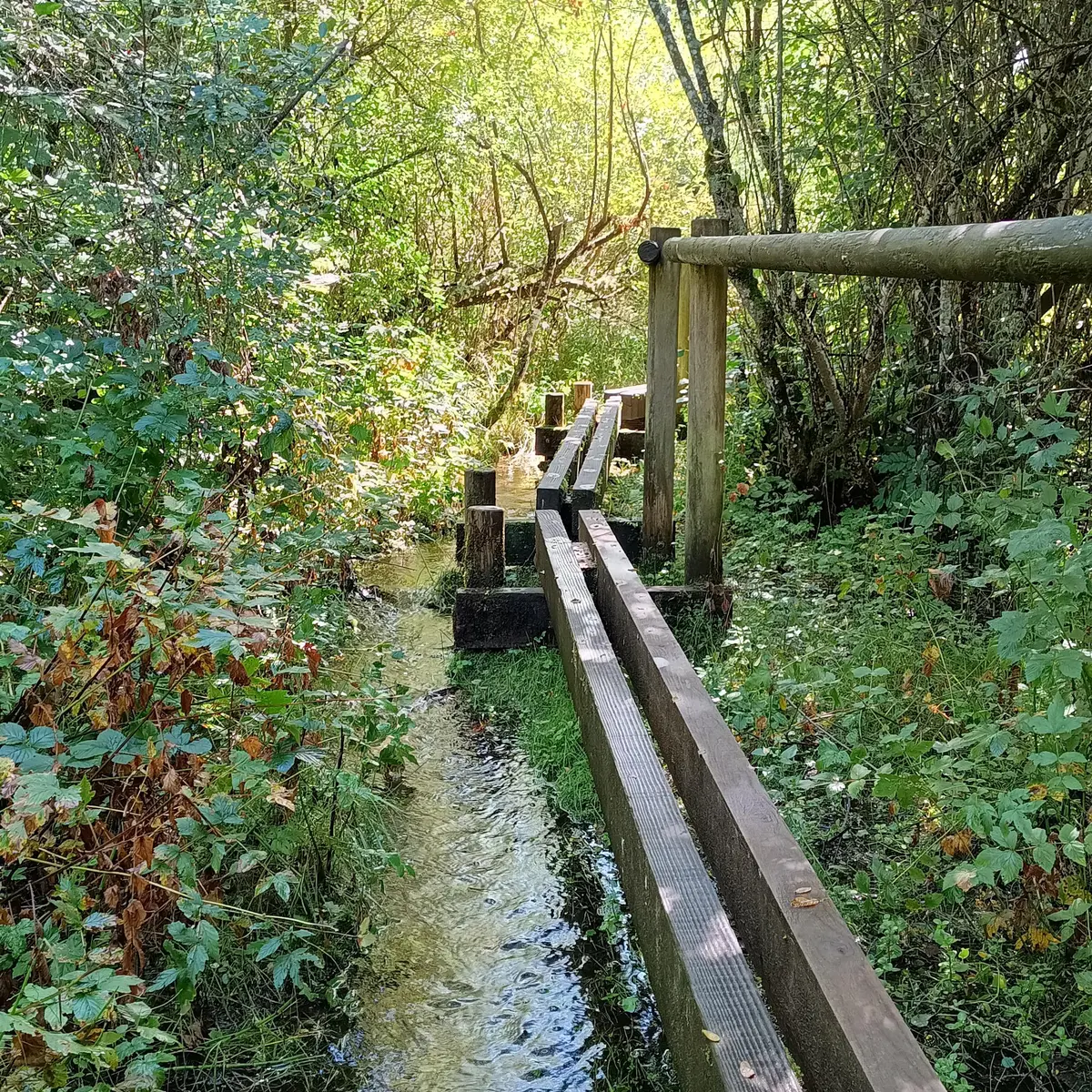 Cheminement sur pilotis au marais du Maravant
