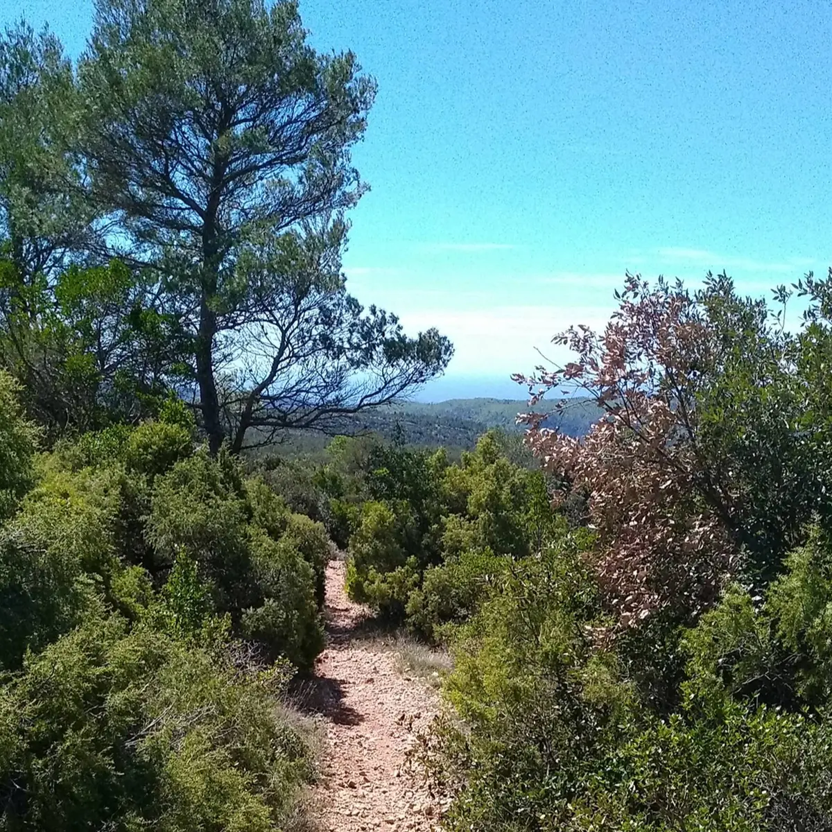 Vue sur le sentier entouré de sa végétation méditerranéenne