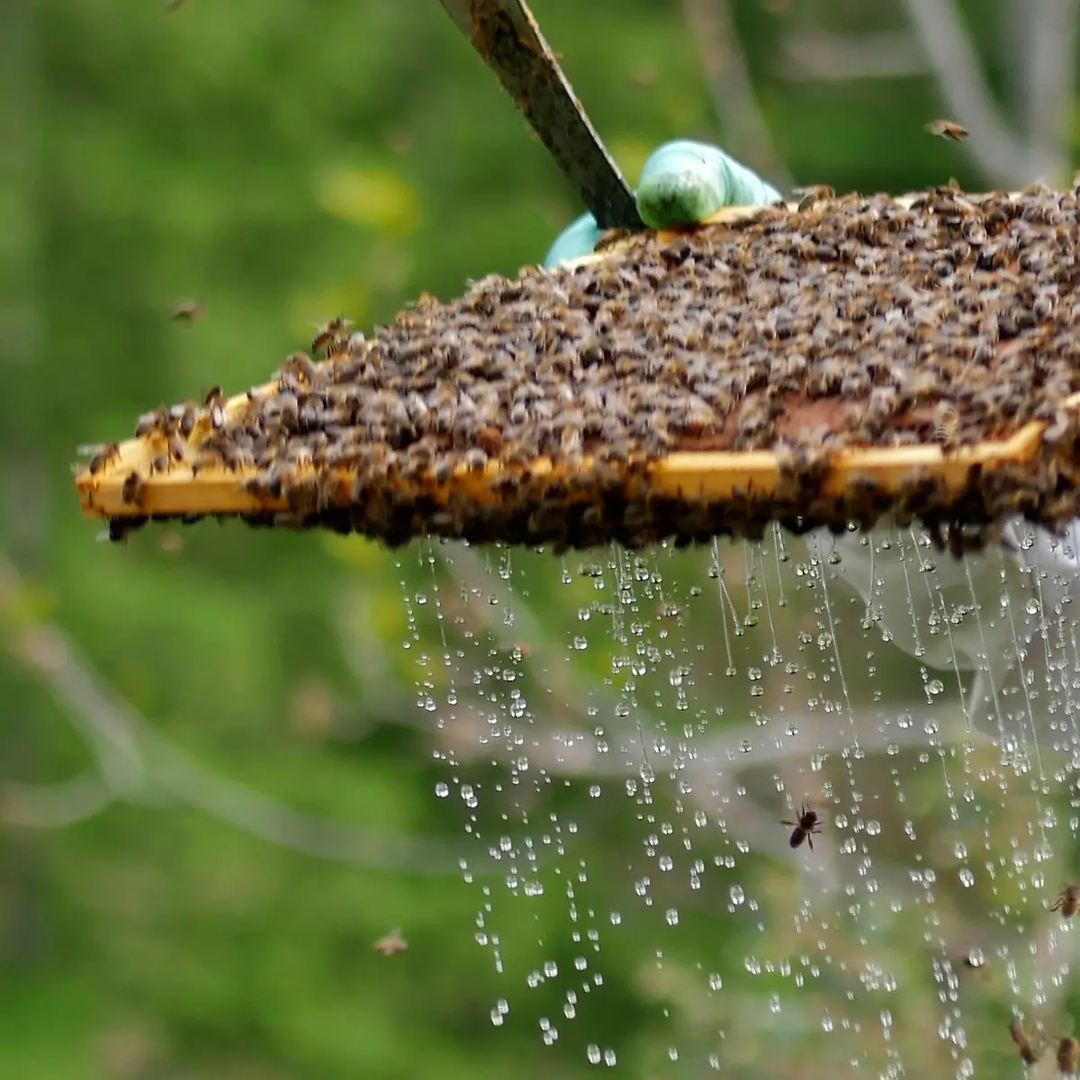 nectar de la journée