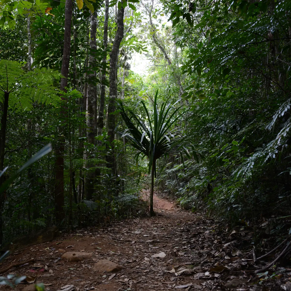 Le sentier du Houp Géant