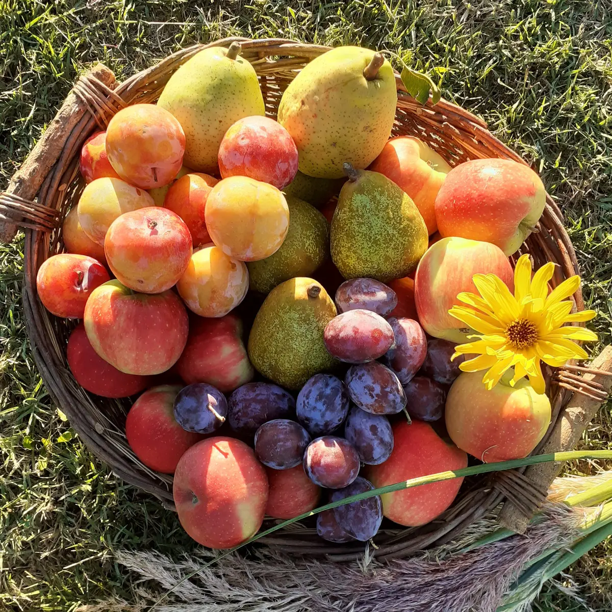 Fruits de saison