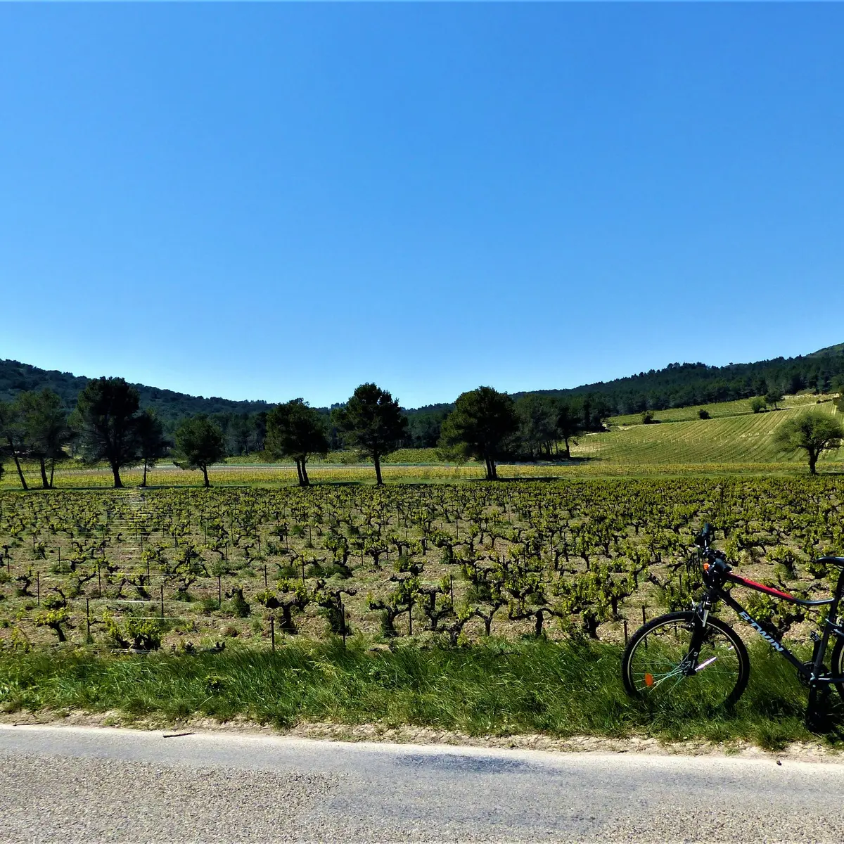 Au cœur du domaine de la Vallongue