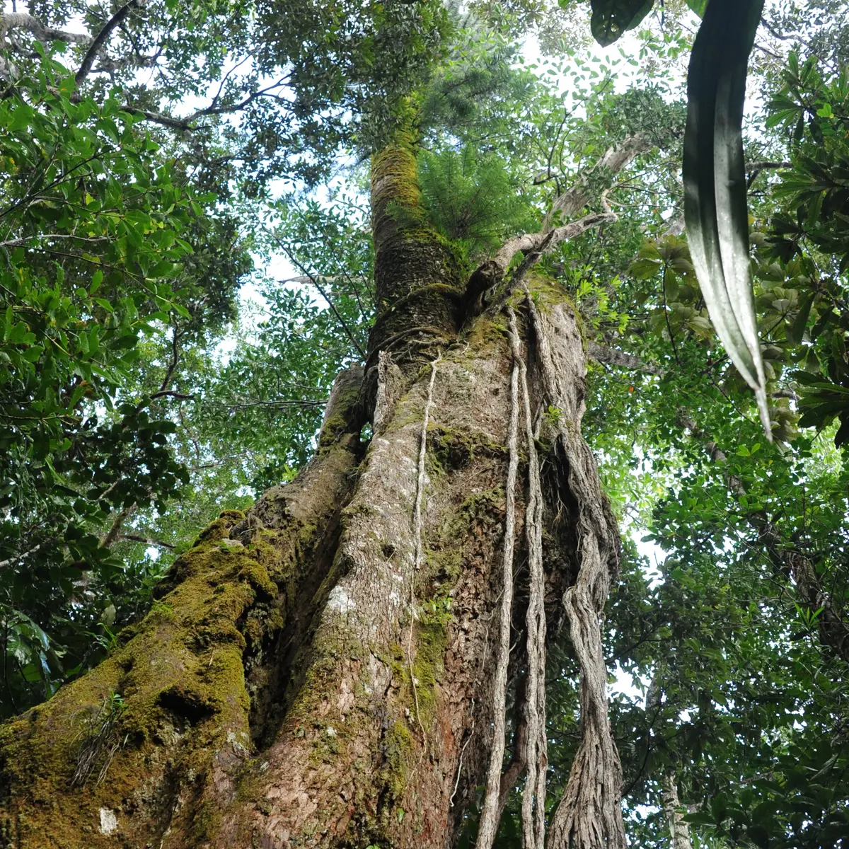 L'araucaria dans le houp