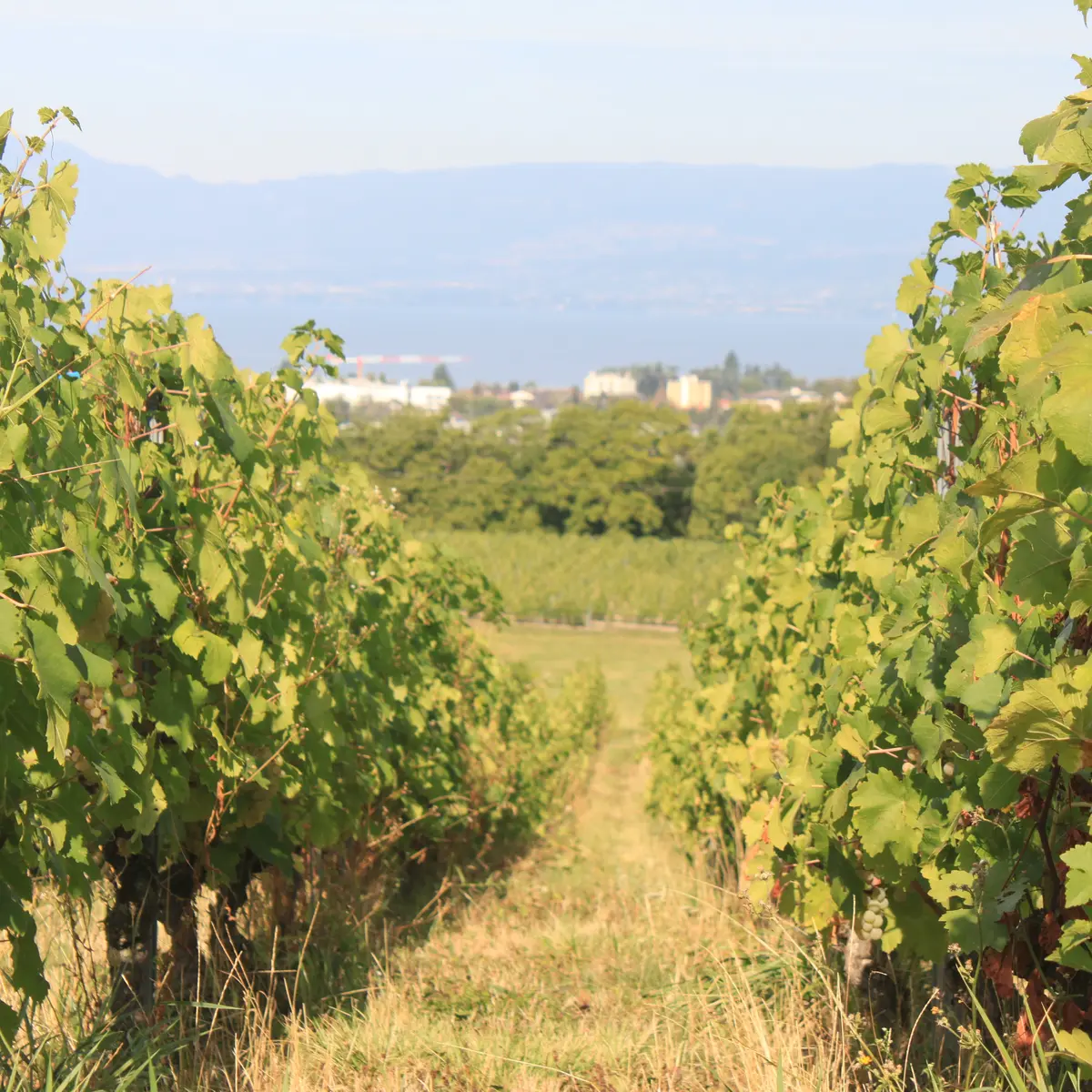 Dans le vignoble