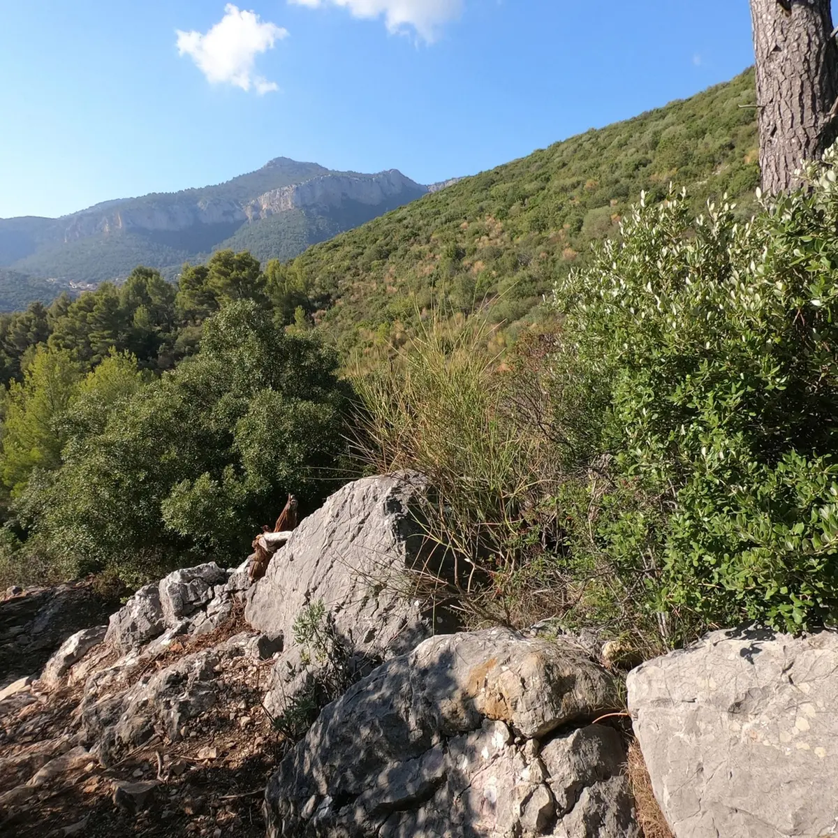 Panorama sur la végétation
