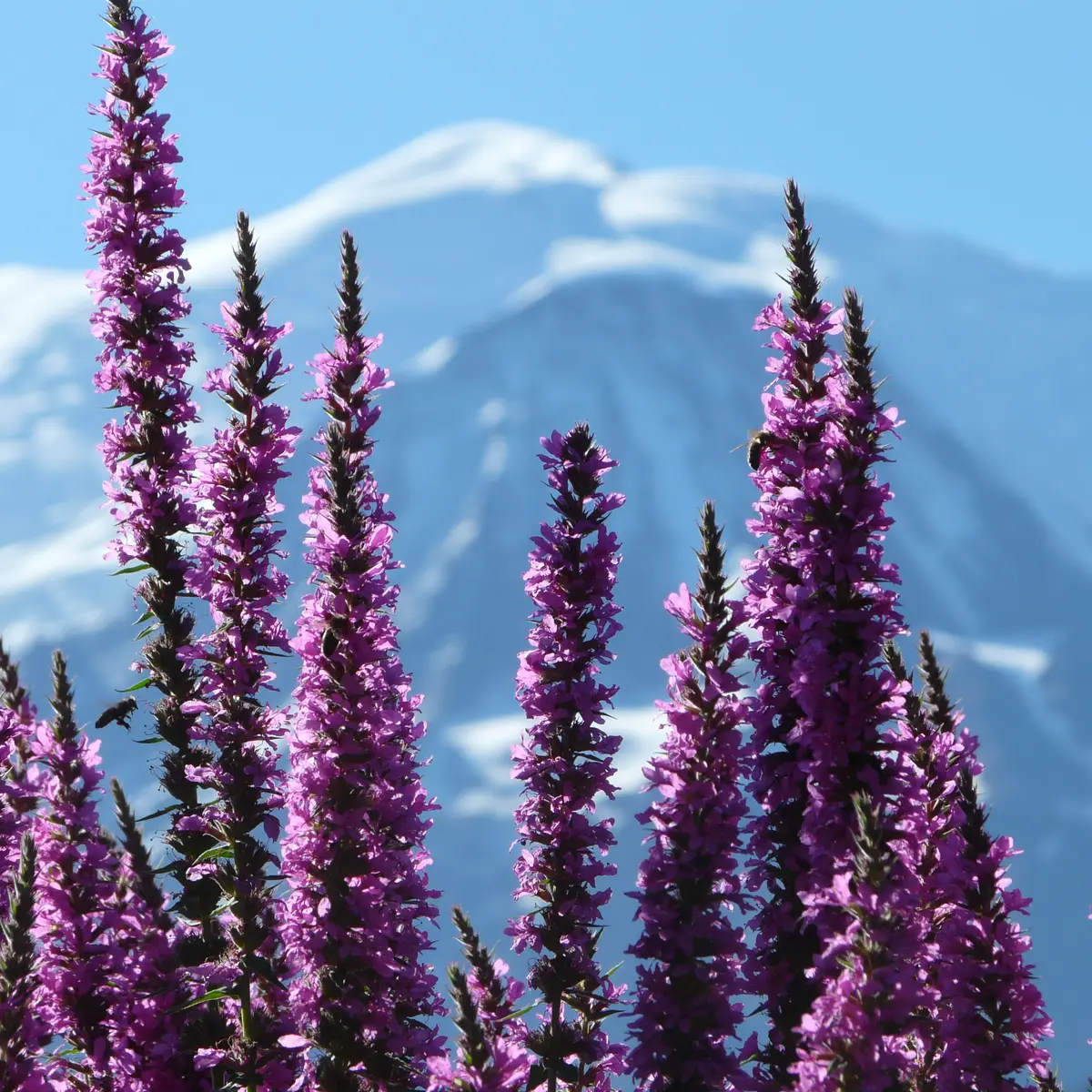 Fleurs de salicaires devant le Mont-Blanc au Jardin des Cimes, près de Chamonix, à Passy _ Haute Savoie