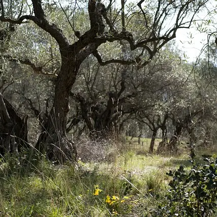 Le Chemin de Puimichel