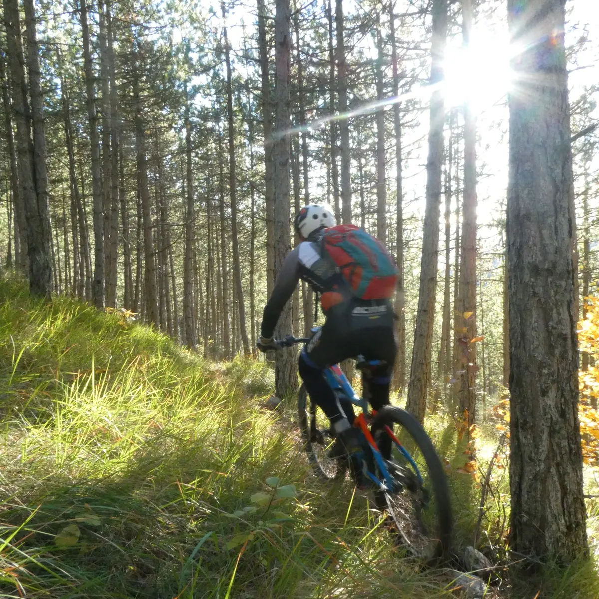 Charmant sentier en sous-bois