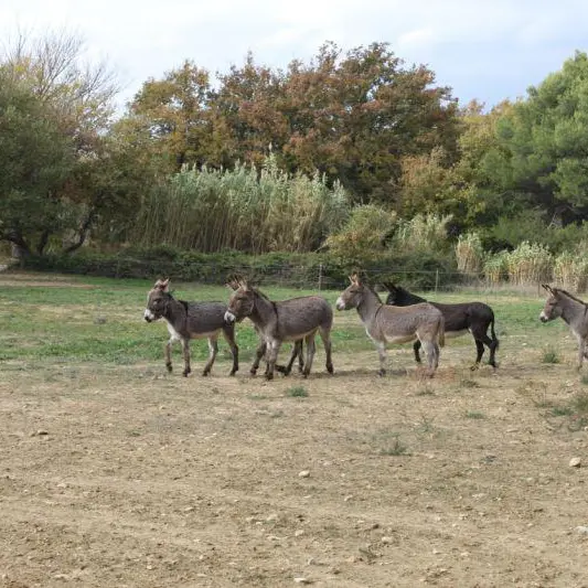 Oreilles du Luberon