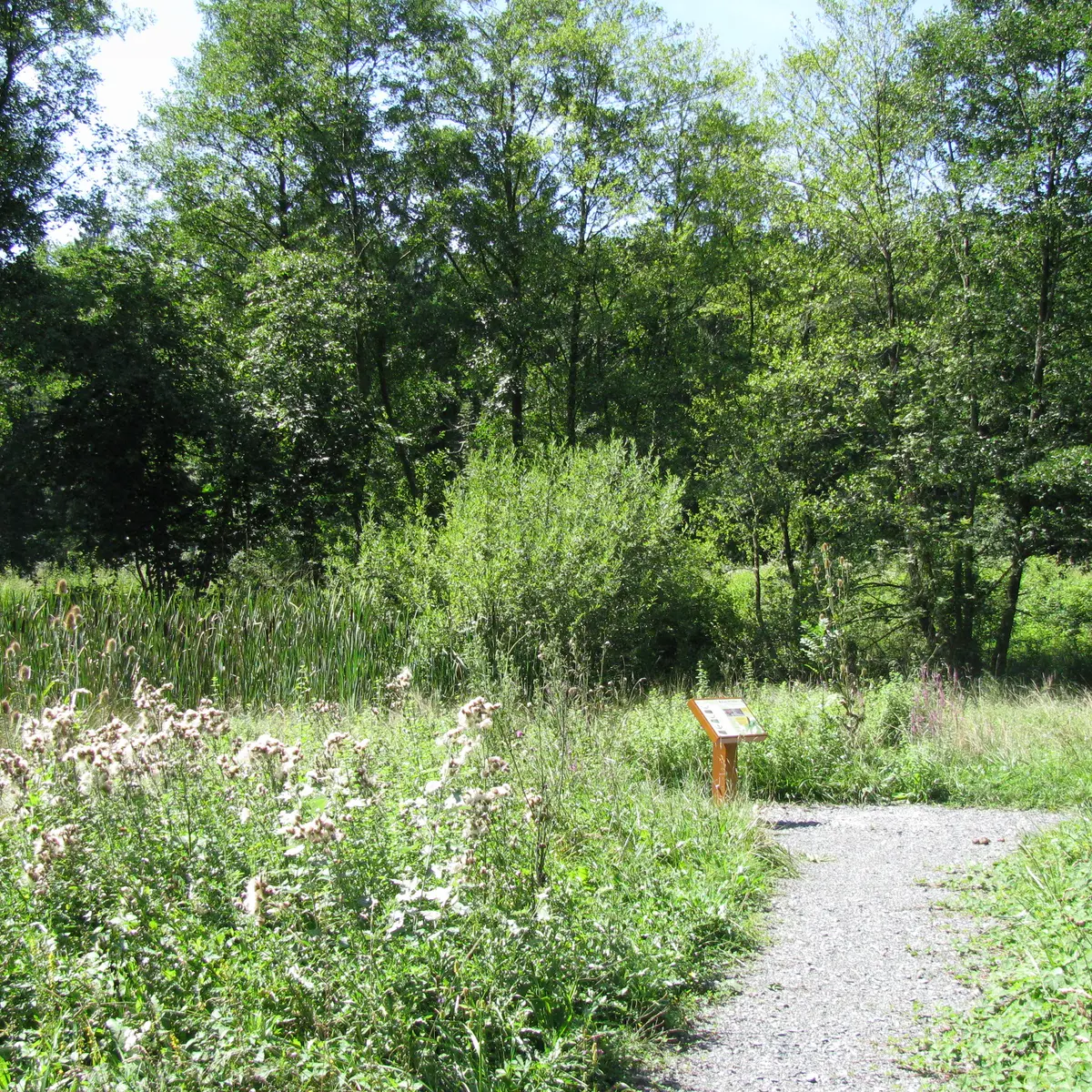 Chemin en peine nature à Excenevex