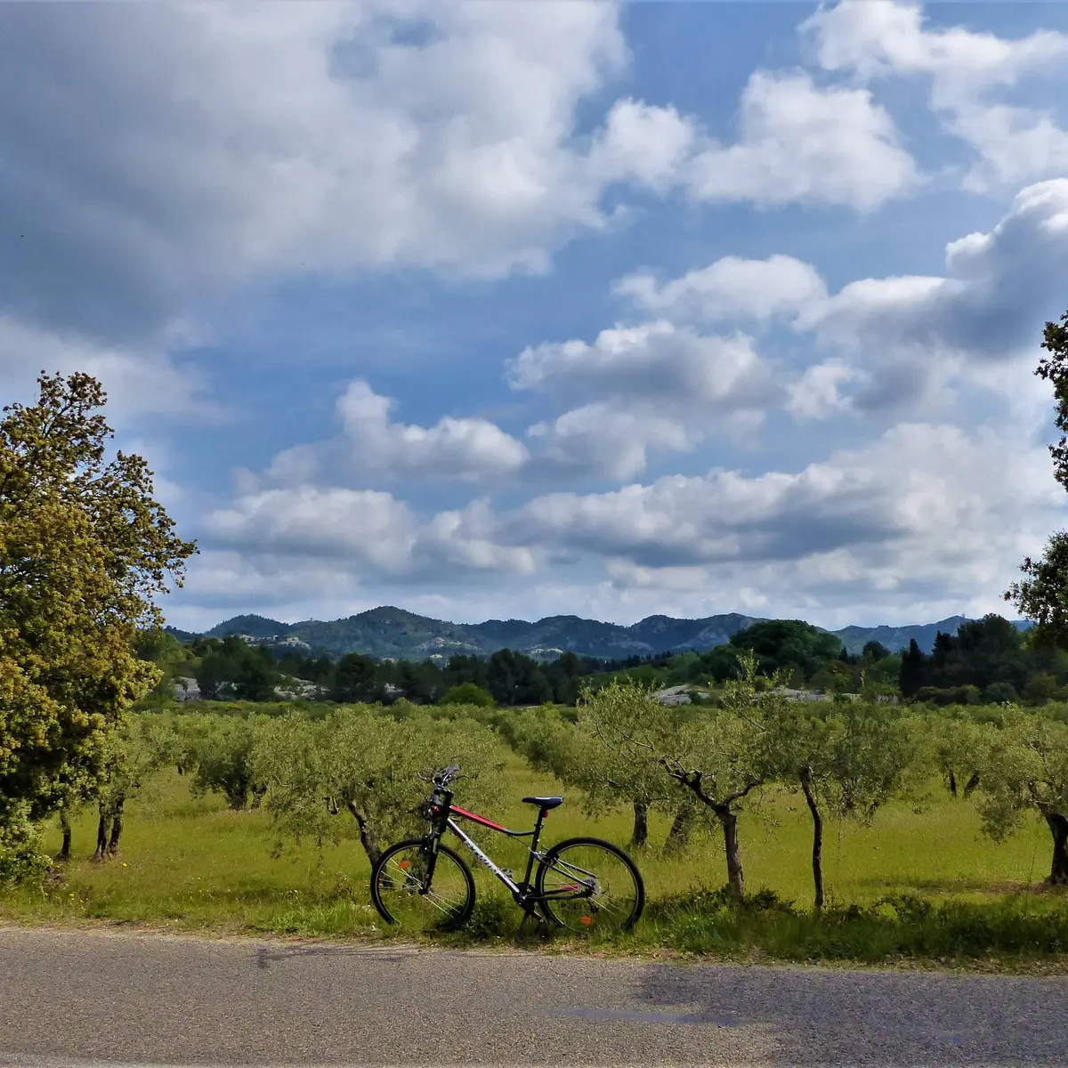 Vue sur une oliveraie des Baux-de-Provence