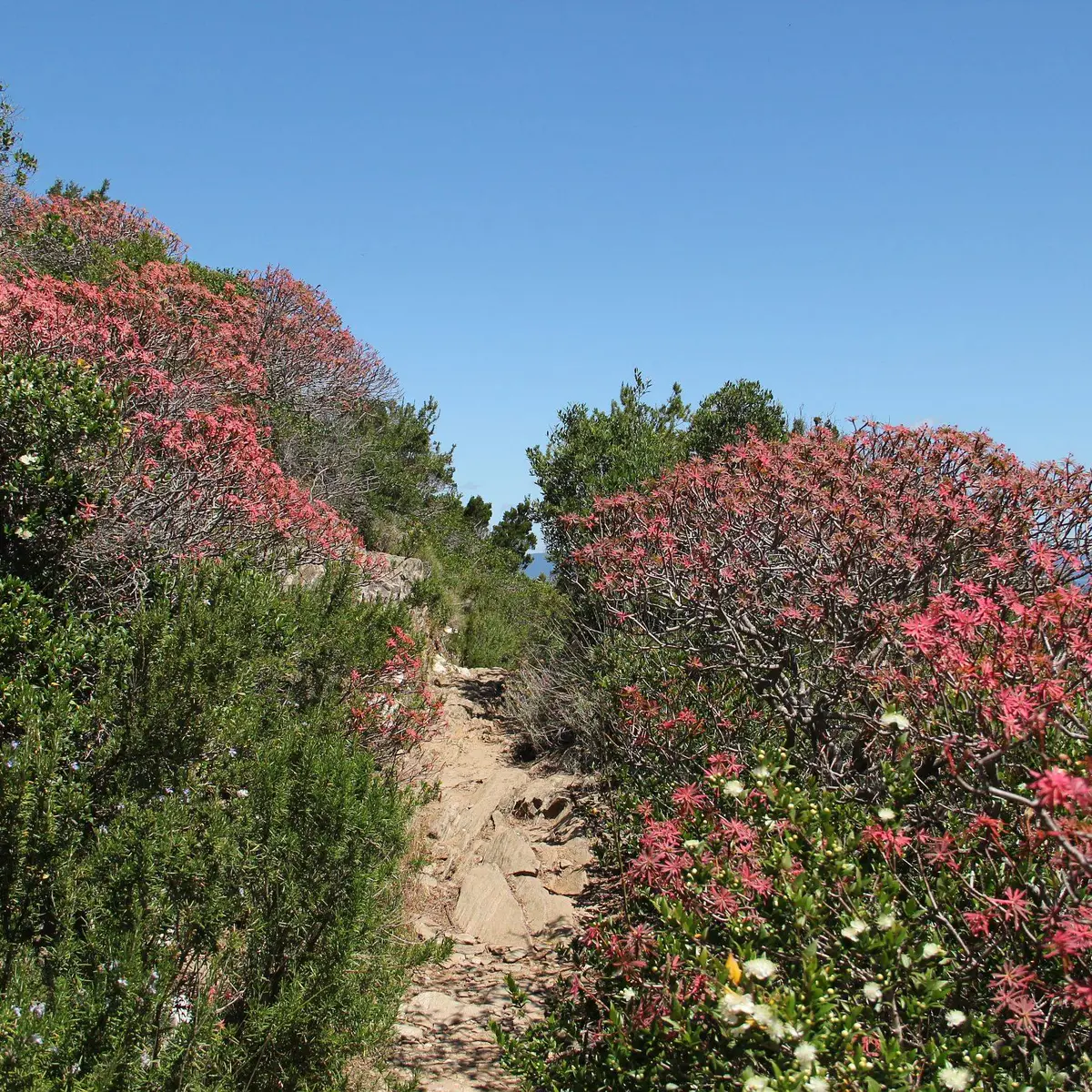 Euphorbes arborescentes au mois de juin le long du sentier des plantes
