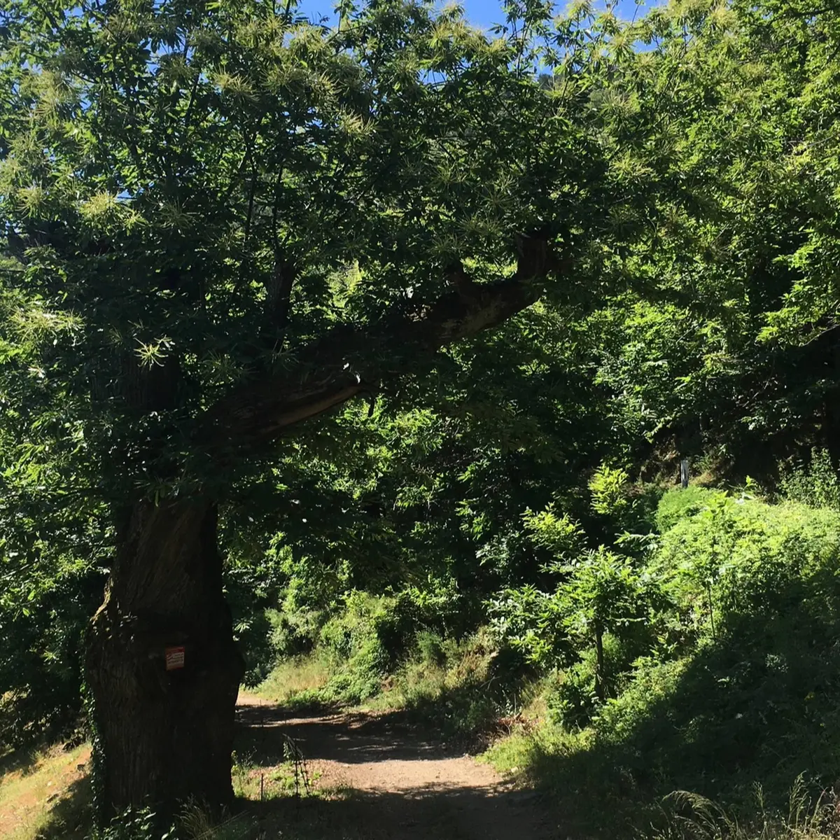 Sentier entouré de végétation de part et d'autre menant à la Chartreuse