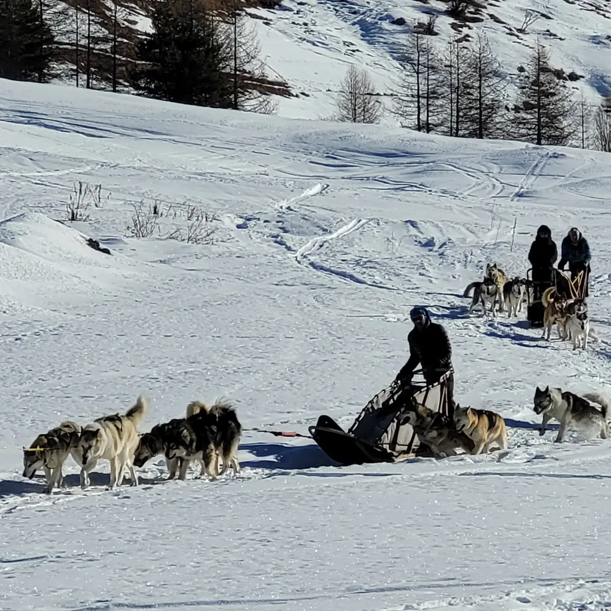 Chiens au refuge Agnel