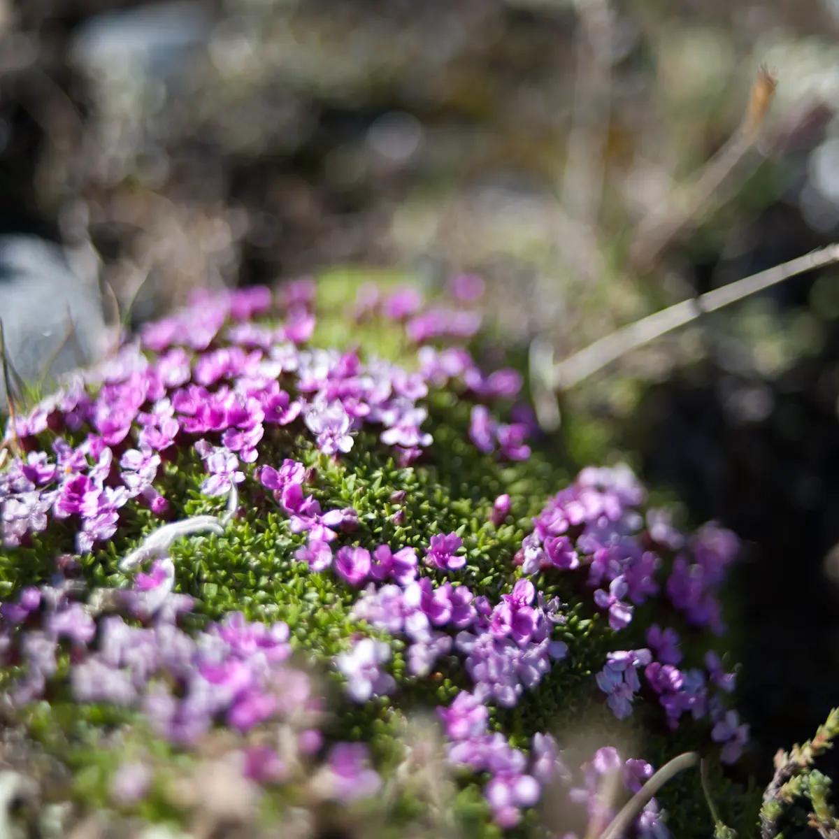 Randonnée Guidée_Evolution 2