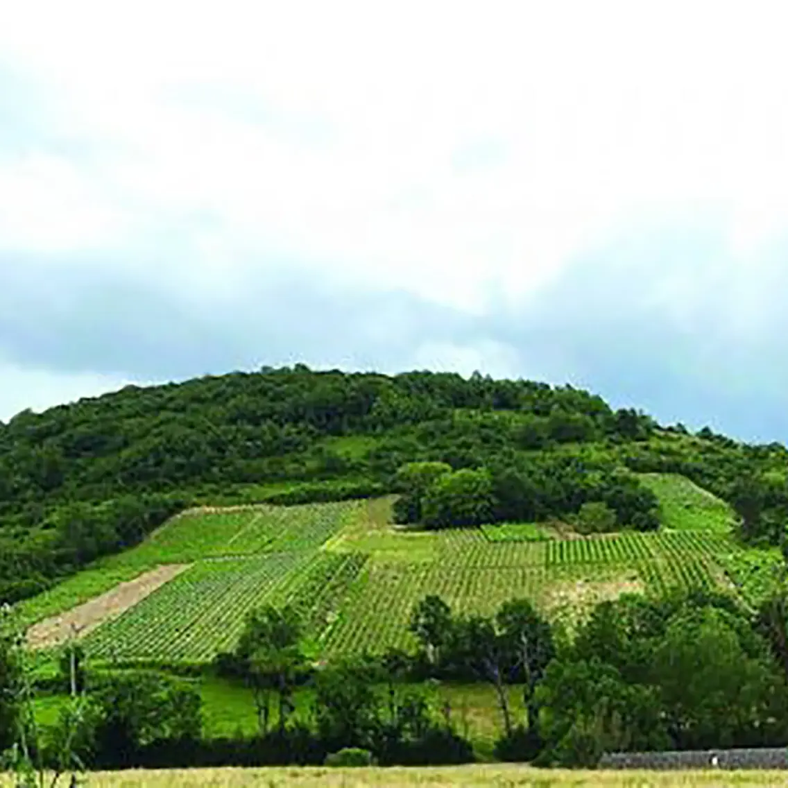Vignoble de Gravelles, Saint Martin du Mont, Revermont