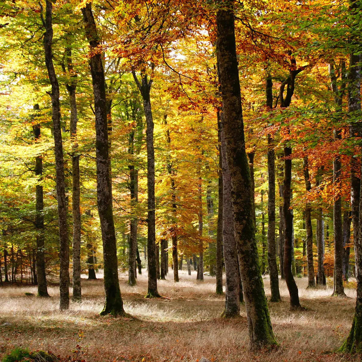 SEVE Sens Essences Vies Energies