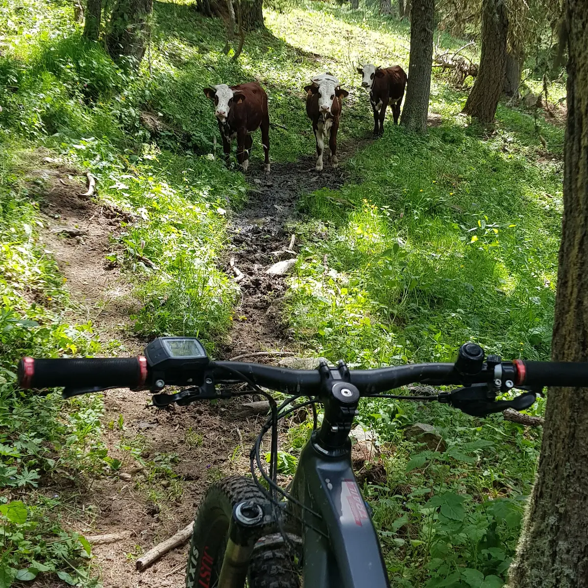 Vache de Clot Besson