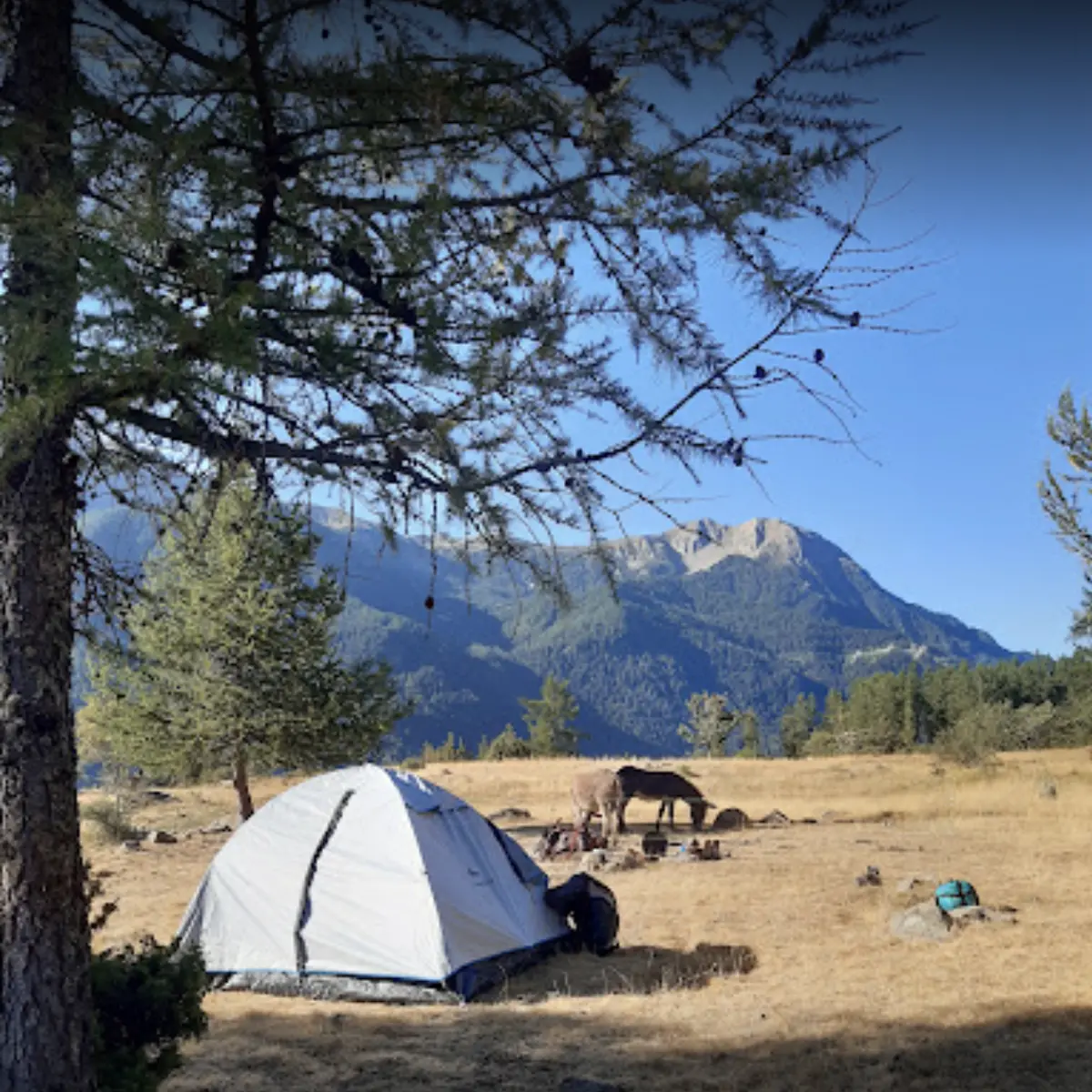 Bivouac avec les ânes - Arbraventure à Champoléon