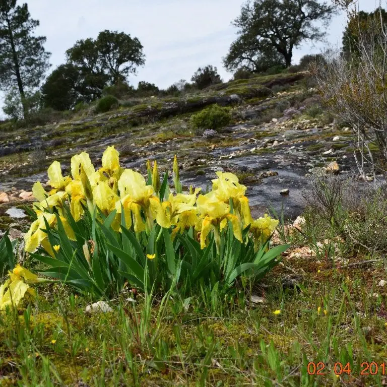 Iris de Provence