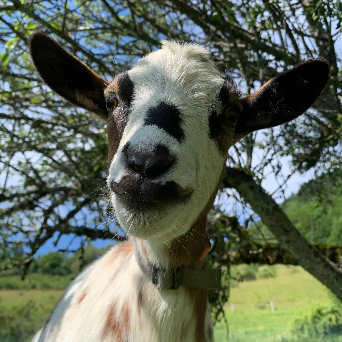 la chèvre de la ferme