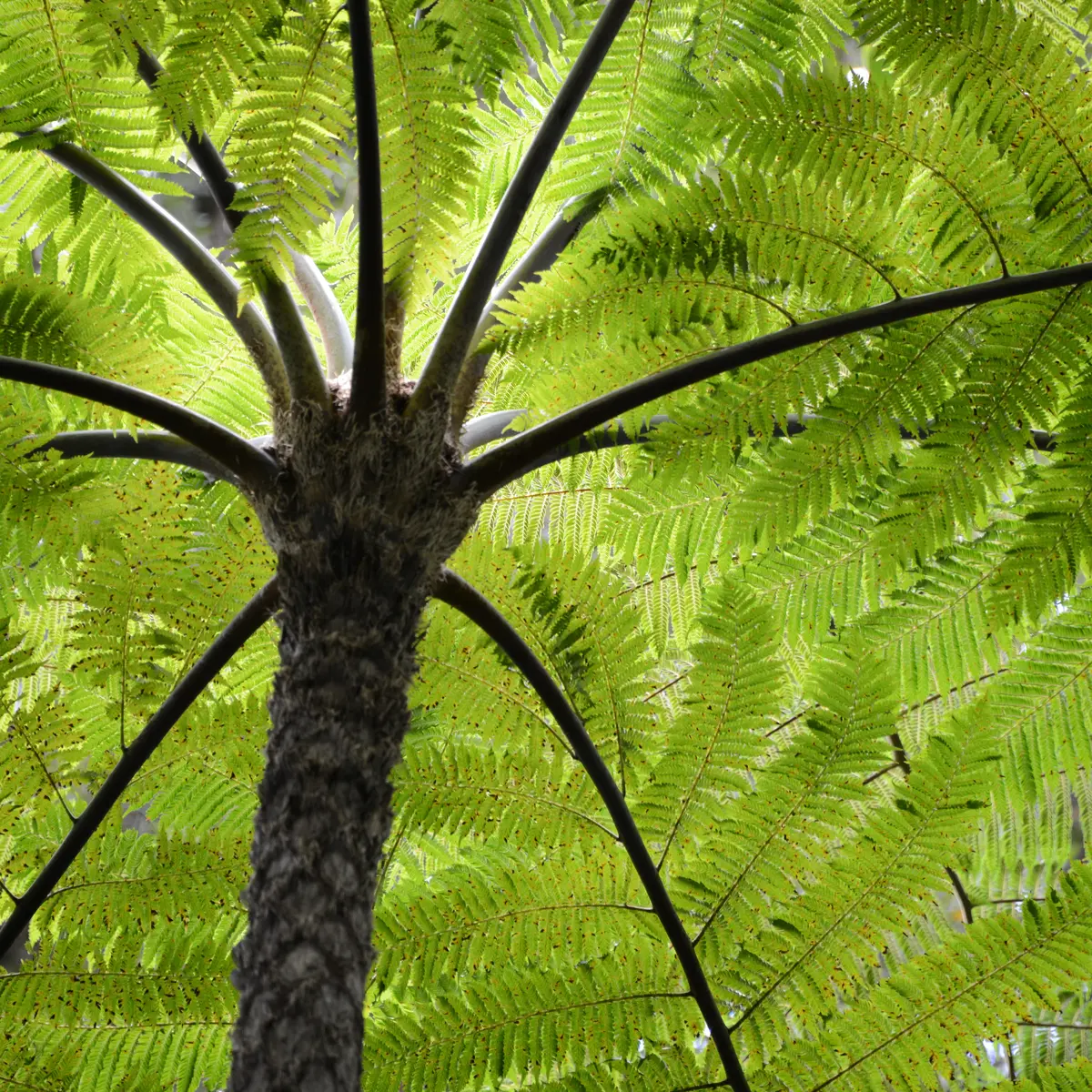 Fougère arborescente ( Alsophila lepidotricha)