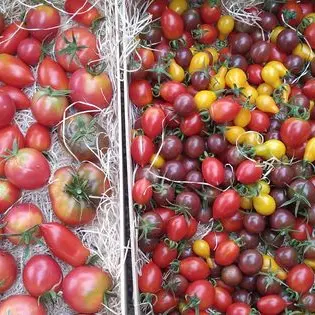 Le Potager des Libres Fées