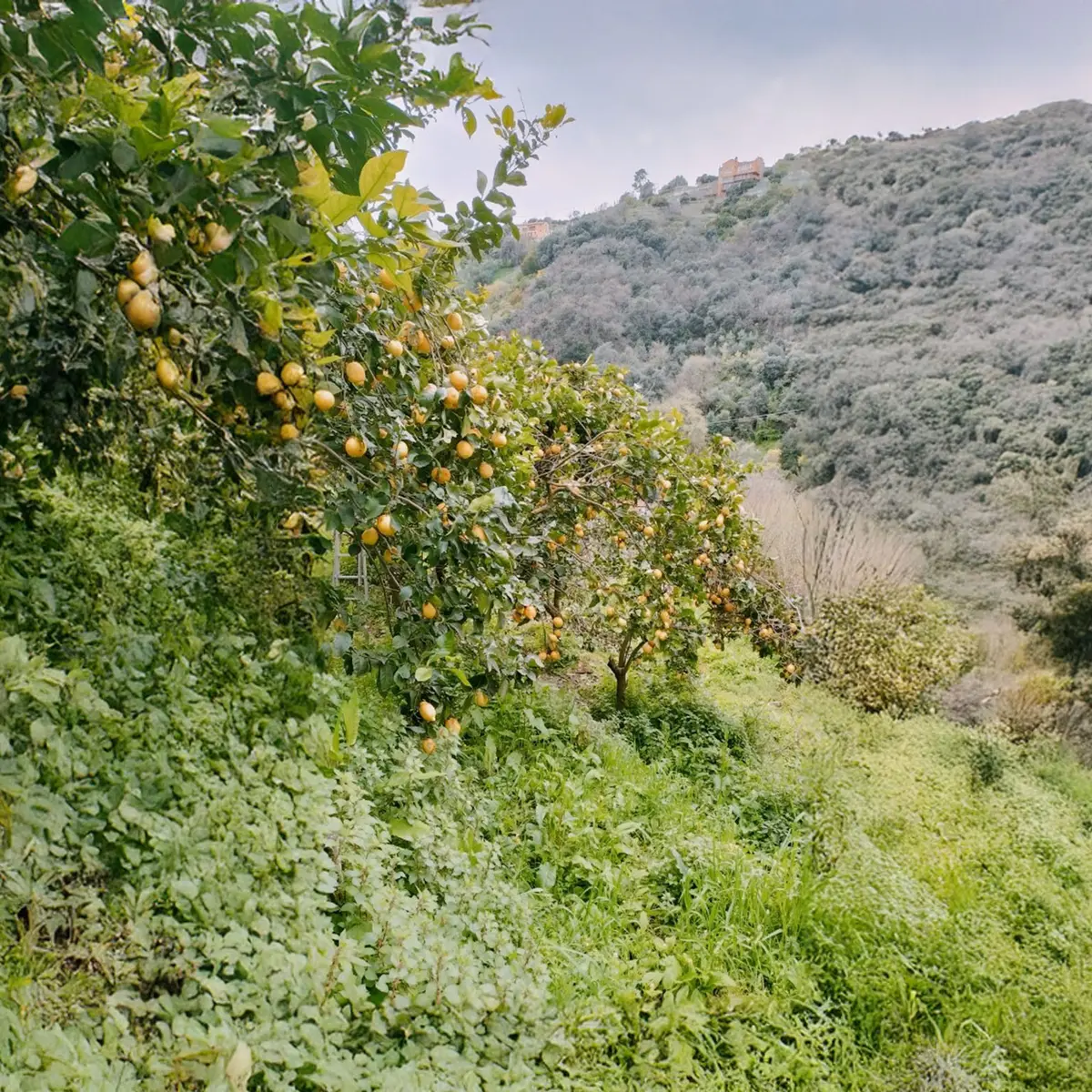 Citronnier dans un champs, photo initiale en format portrait, suite du paysage réalisé par l'IA