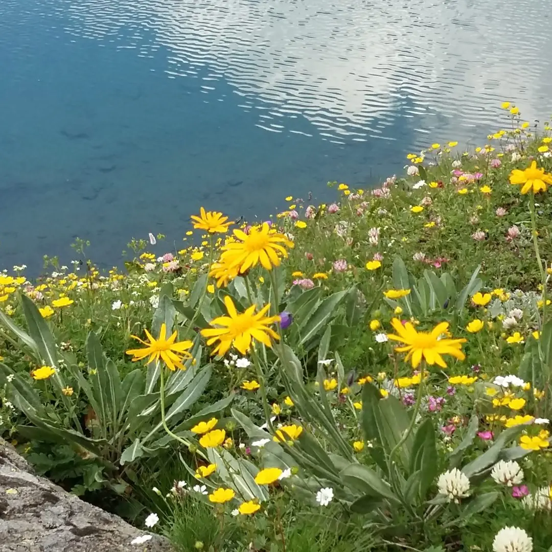 Flore de montagne