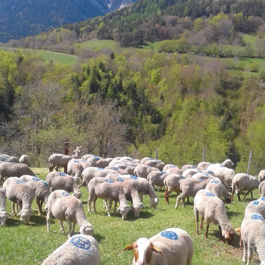GAEC de l'Empereur, Le Glaizil, vallée du Valgaudemar