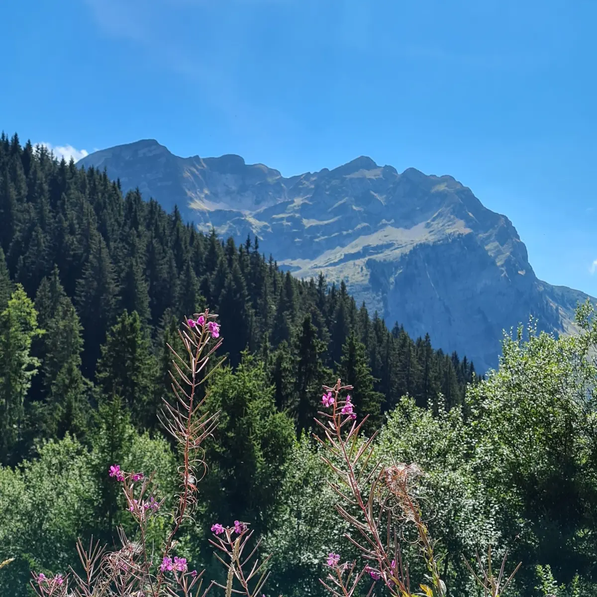 Vue sur le Roc d'Enfer en arrivant au sommet du Torchon