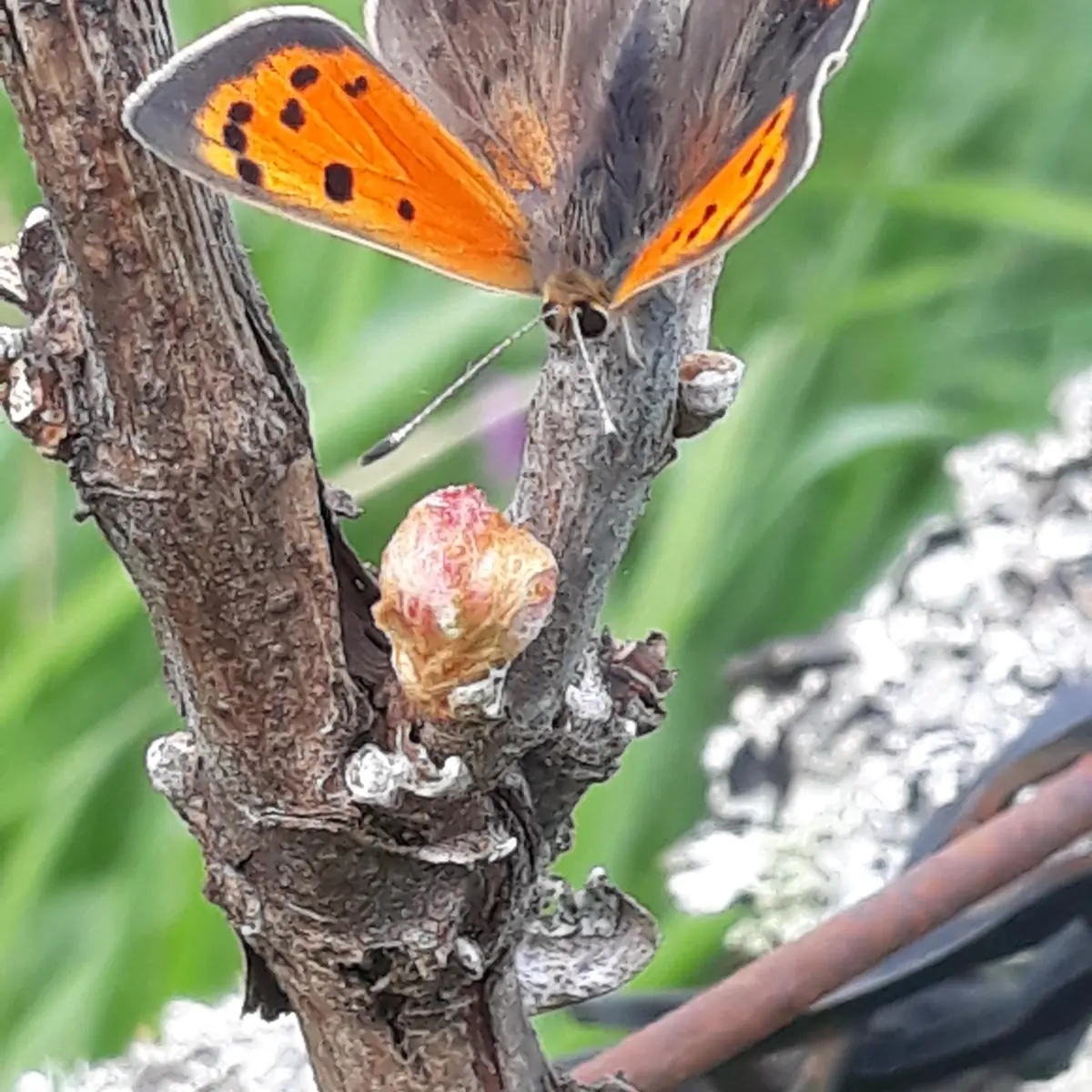 Papillon sur bourgeon
