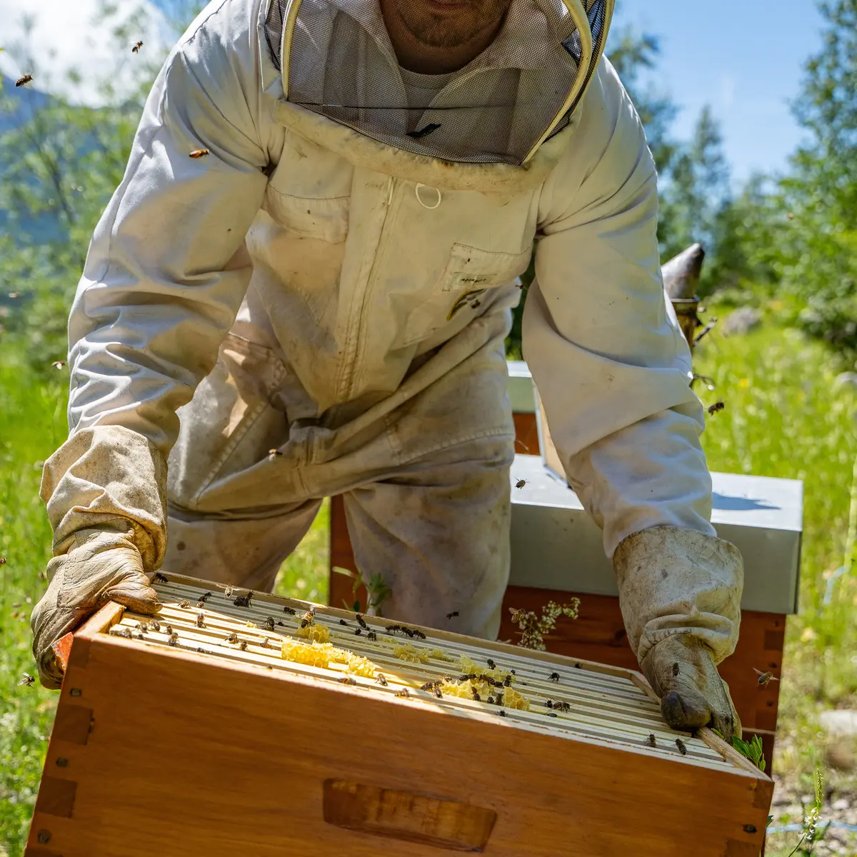 Miel Les Ruches d'Orcières