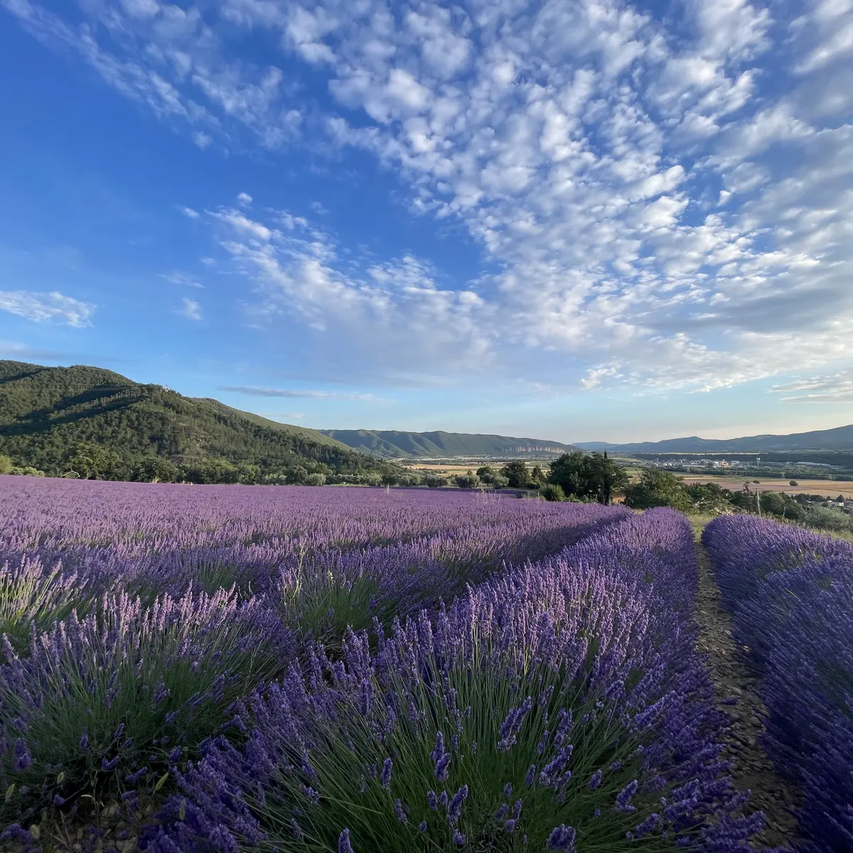 Trail n°1 - Chabanas