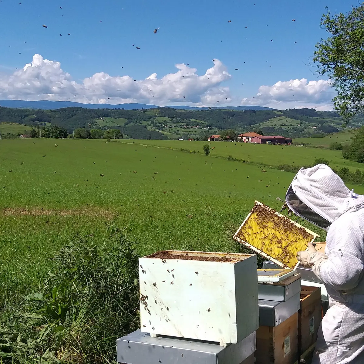 rucher pleine nature