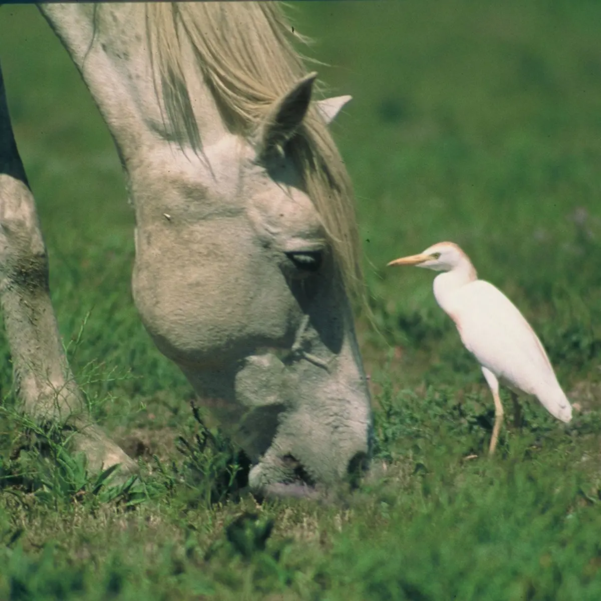 Cheval Camargue et héron garde-boeufs