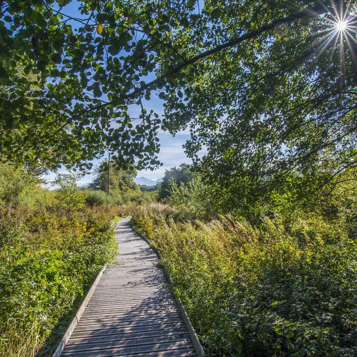 Géosite du marais du Maravant - Géoparc mondial UNESCO du Chablais