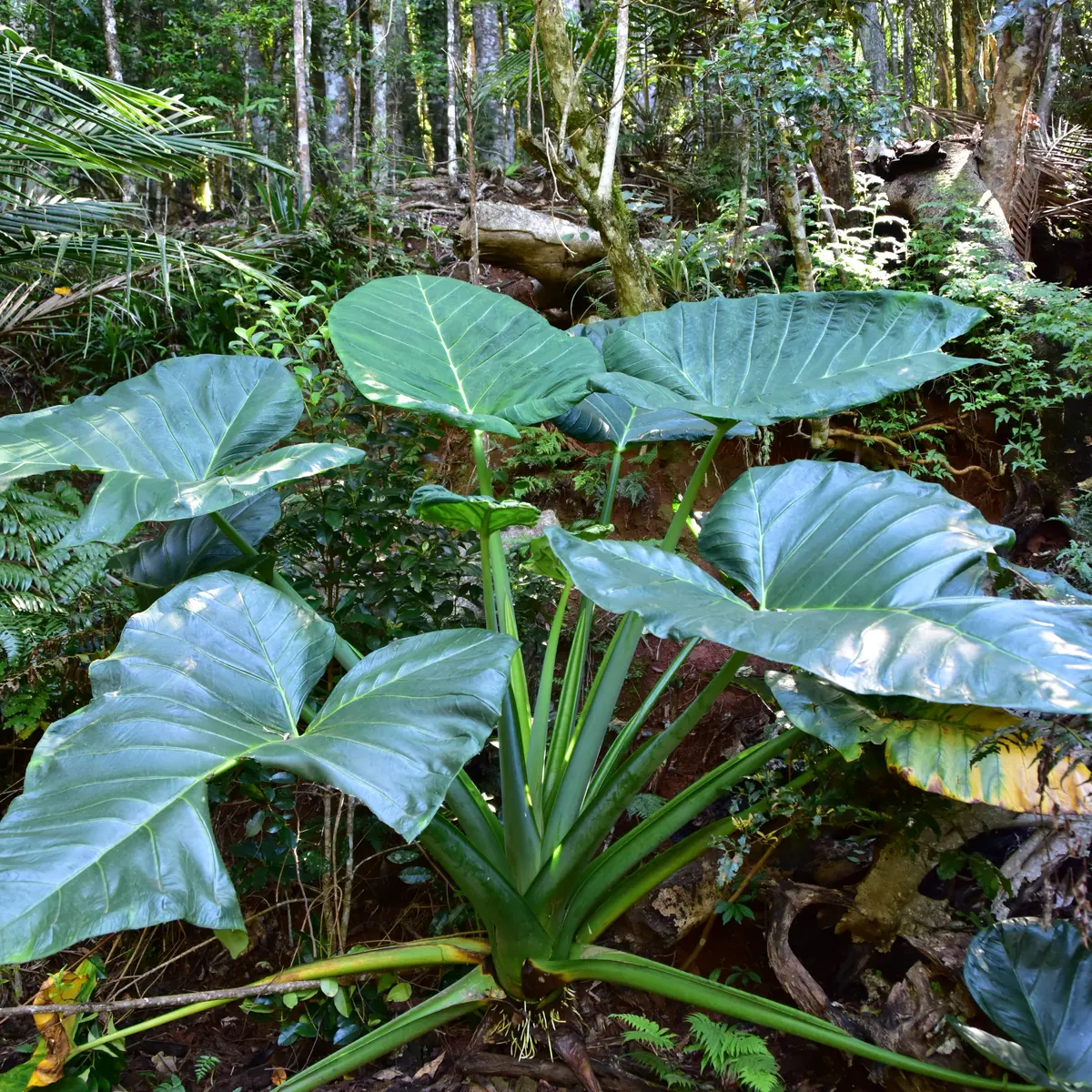 Taro de montagne