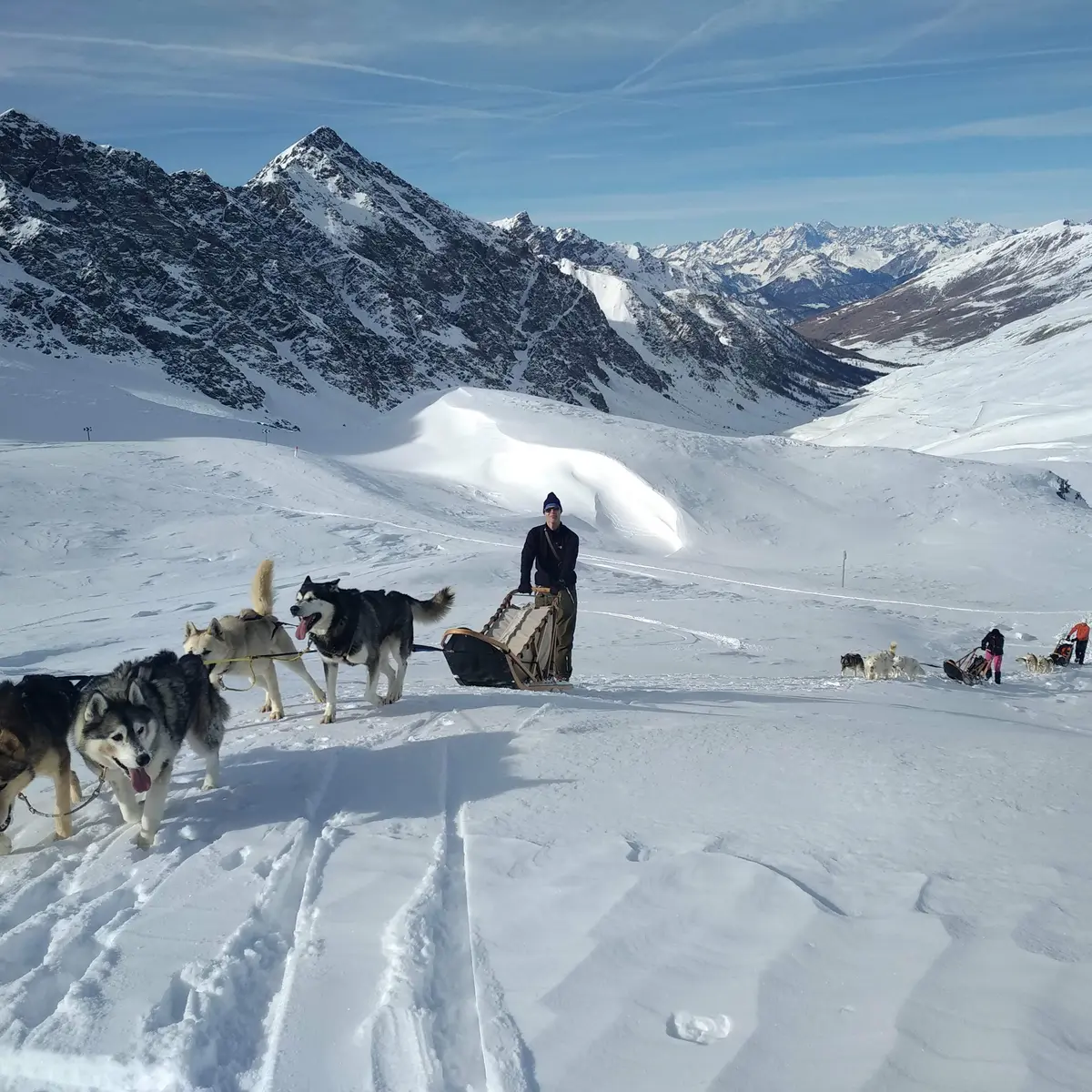 Chiens au refuge Agnel