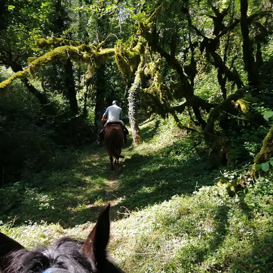 Sous-bois sur le Mont Verjon