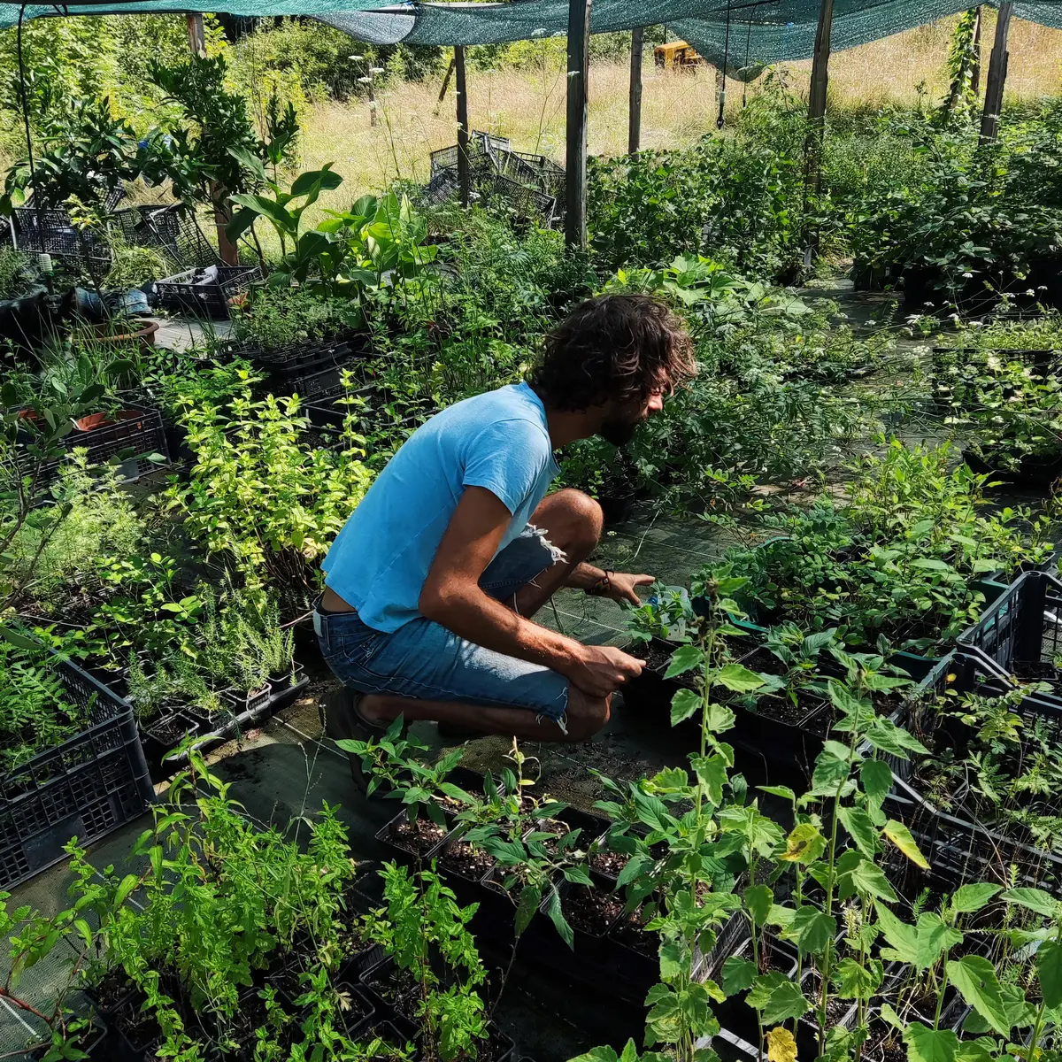 Espace d'elevage des jeunes plants comestibles de la pépinière des forets à croquer