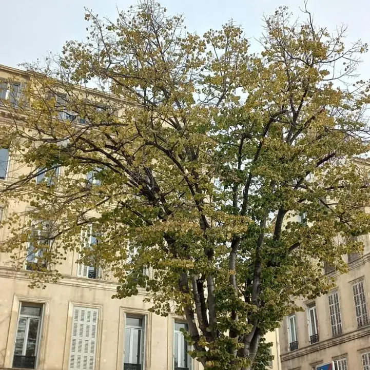 vue extérieur terrasse sous un arbre