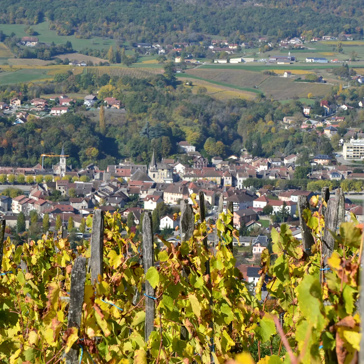 Seyssel vignes