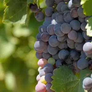 Ecomusée la vigne autrefois