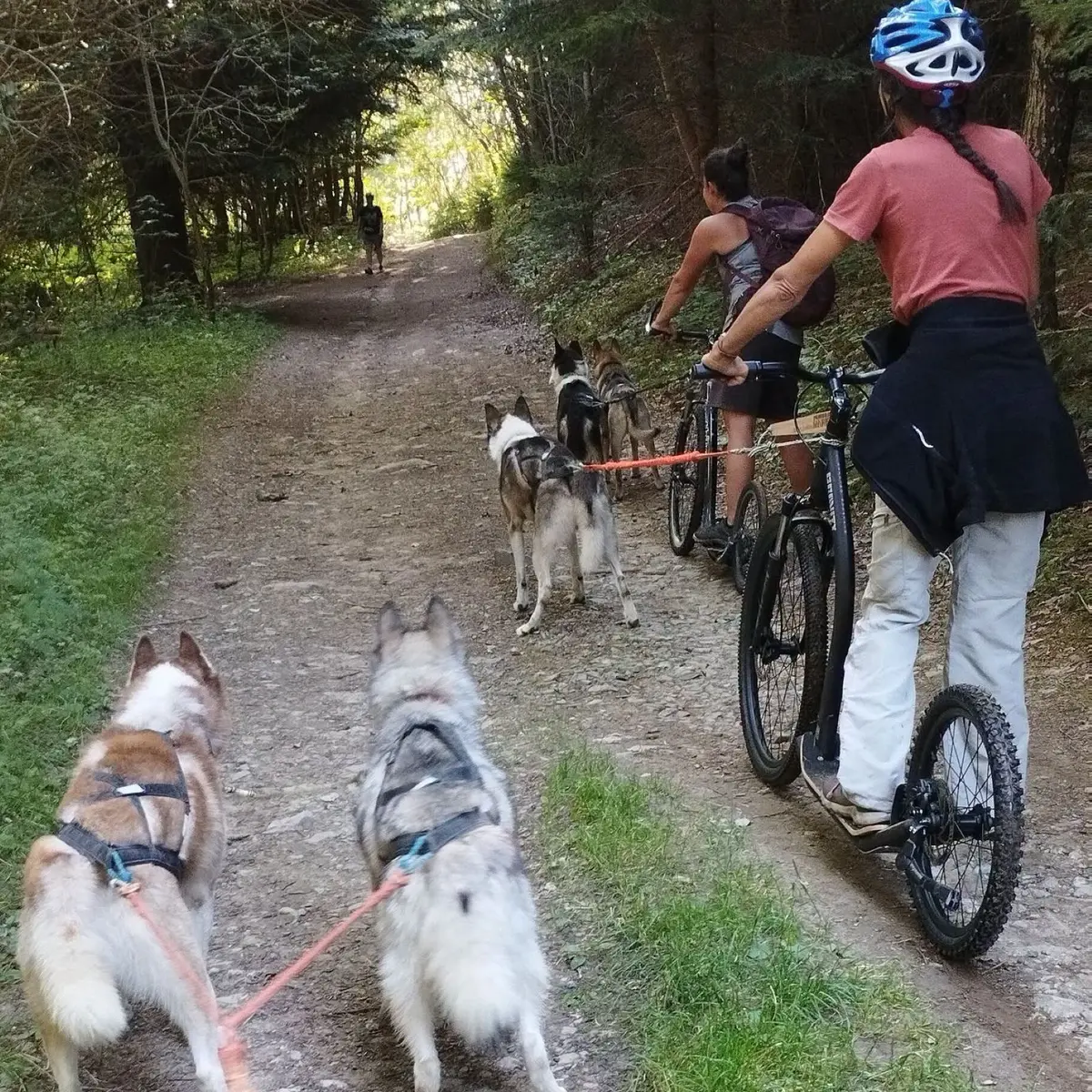 Cani footbike