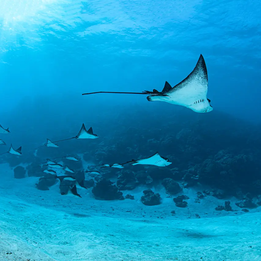 Bora Diving Center (by Eleuthera)