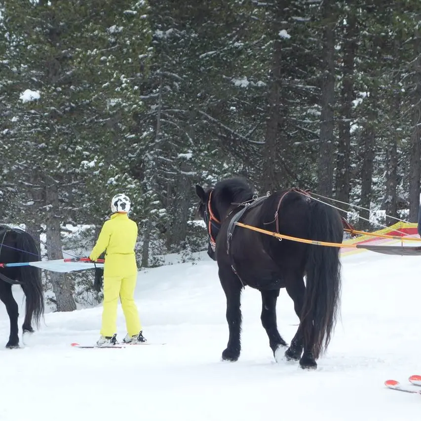 Ski joering