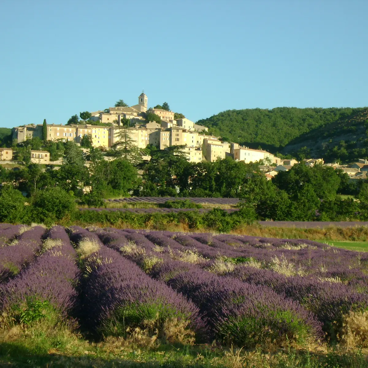 Lavandes aux pieds de Banon