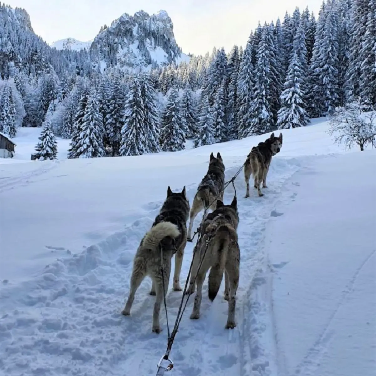 Attelage chiens nordiques